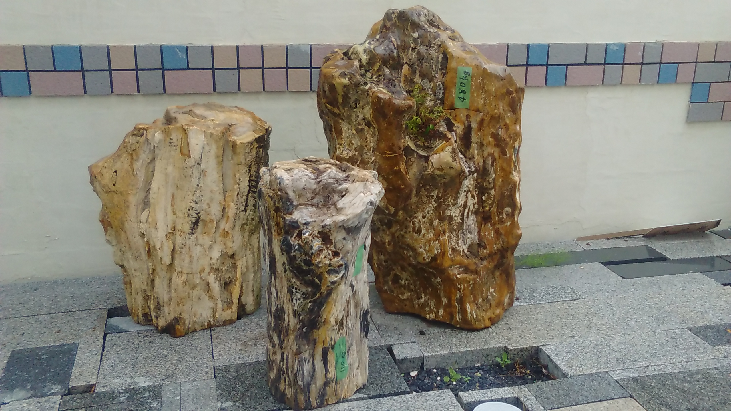 珪化木展示用 | 静岡県焼津市アースグリーン | 庭石販売 静岡 焼津