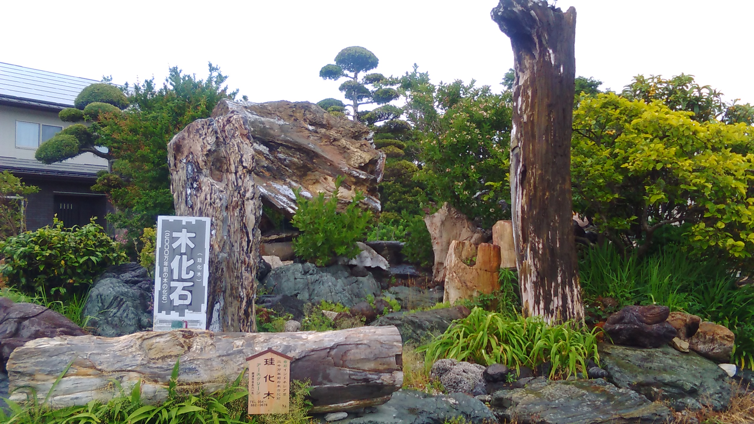 珪化木展示用 | 静岡県焼津市アースグリーン | 庭石販売 静岡 焼津