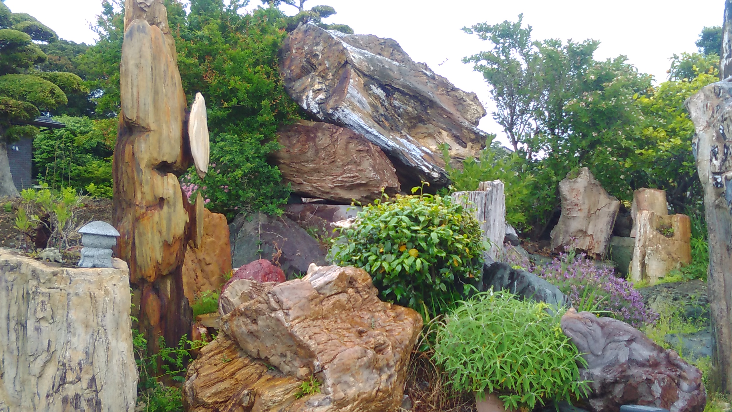 珪化木展示用 | 静岡県焼津市アースグリーン | 庭石販売 静岡 焼津